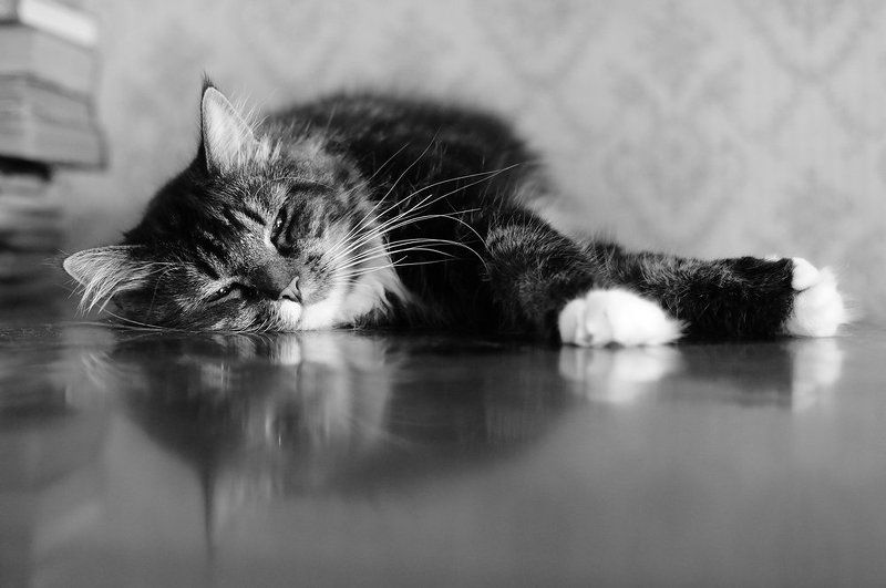 Коты-роялистыphoto preview