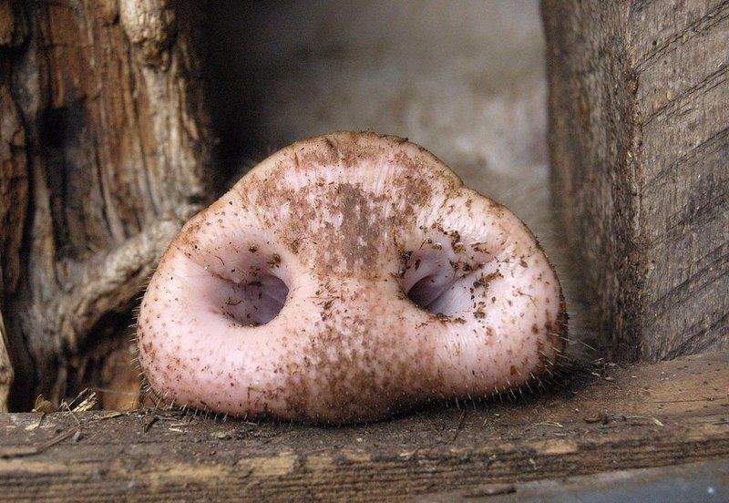 поросенок, свинья, пятачок, пятак, гриб, прятки, хлев Ху is Хуphoto preview