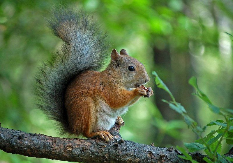 на сучкеphoto preview