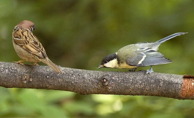 забиякаphoto preview