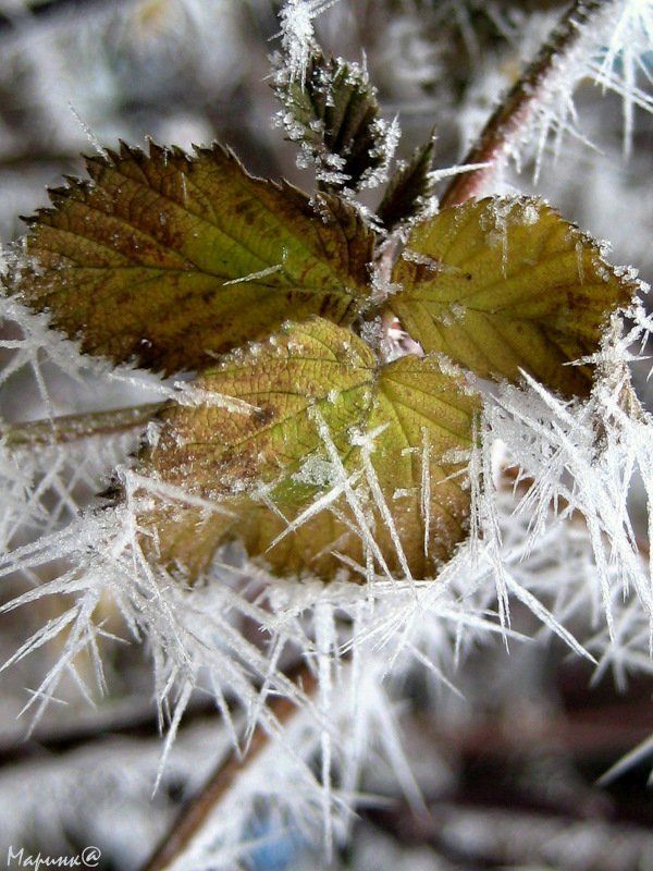 макро Узник Снежной Королевы фото превью