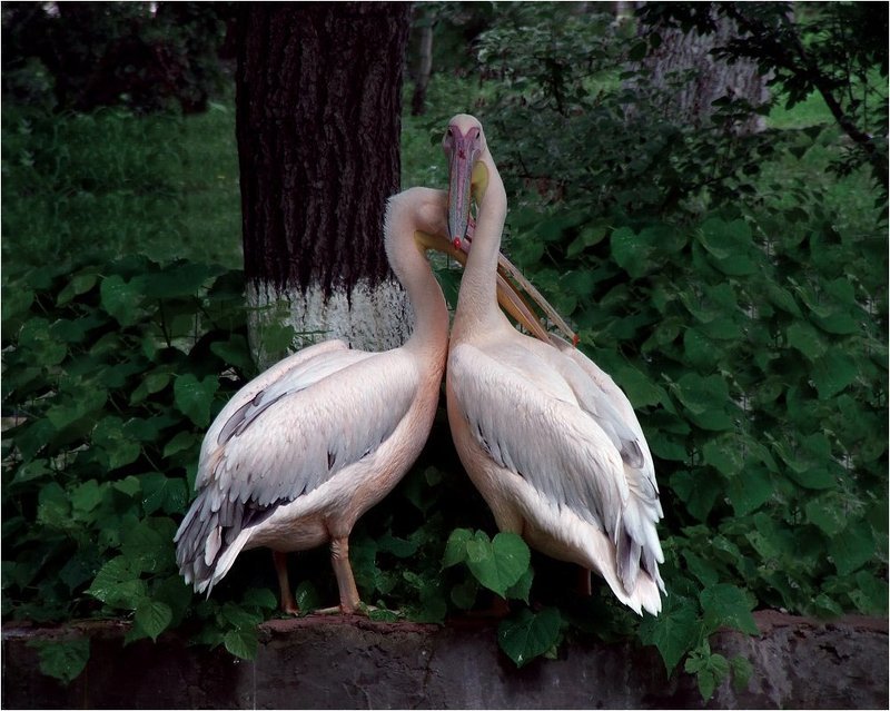 Не подглядыватьphoto preview