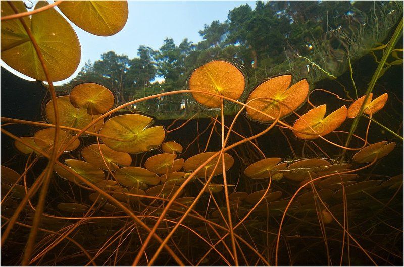 лилии, кувшинки, пресная, вода Линии лилииphoto preview