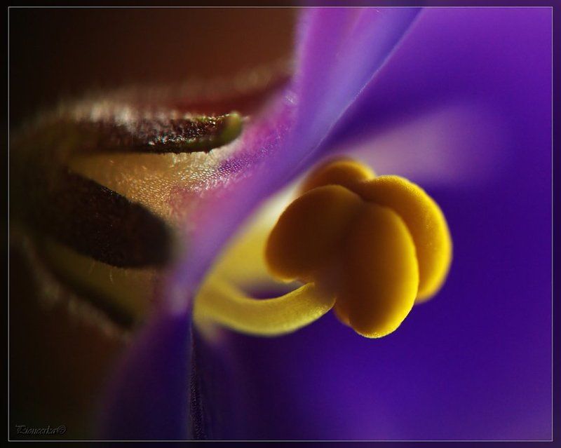 макро,цветы В самое сердце цветка....photo preview