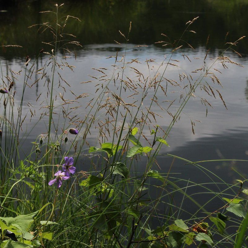 лето,озеро,олег кулаков */photo preview