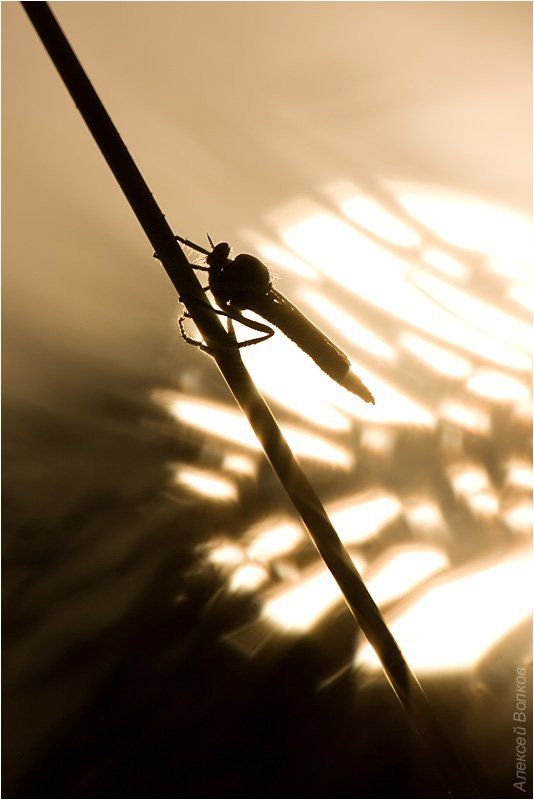 ктырь, солнце, утро Знойphoto preview