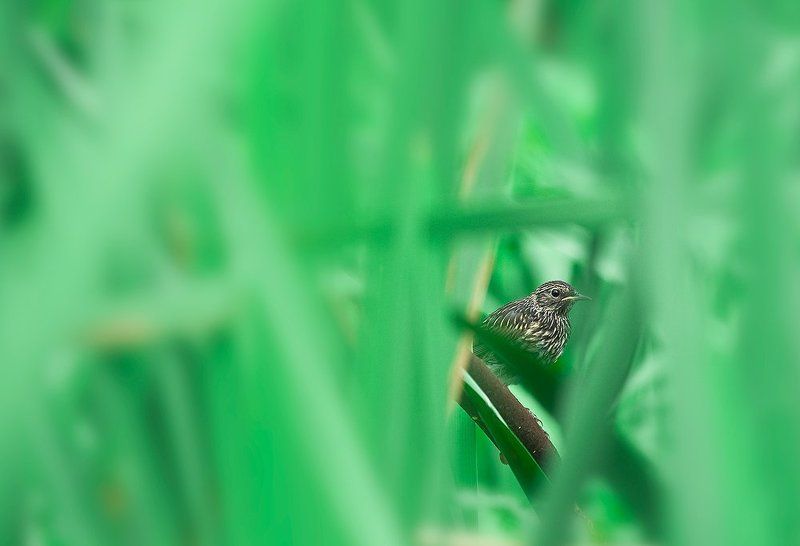 притаилсяphoto preview