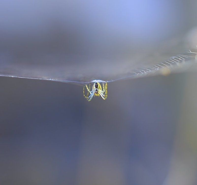 макро. Охотникphoto preview