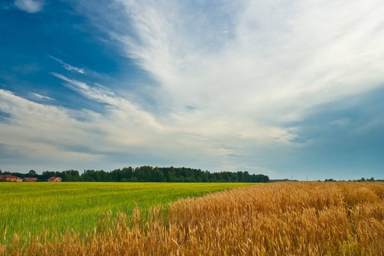 лето, середина, подмосковье, Gorshkov Igor_Feanorus