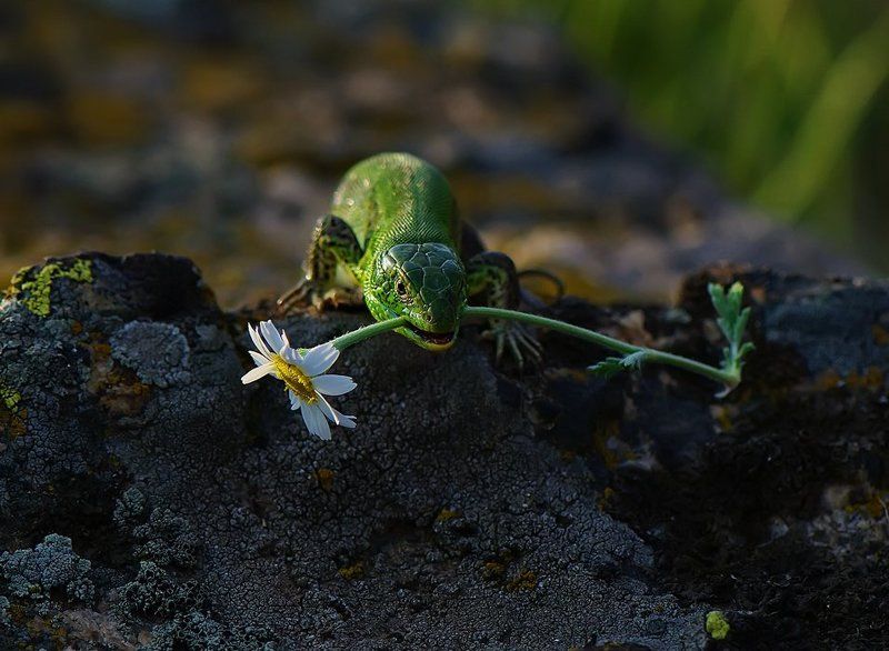 ящерица Я в зубах ромашку,милой принесу!photo preview