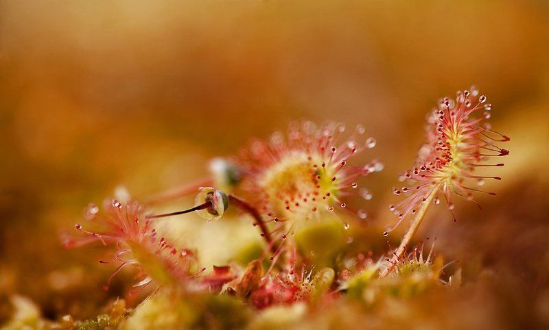 росянка, липучка Чудо в капляхphoto preview