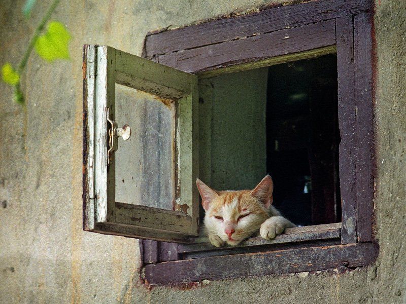 зенит е + юпитер 37а 3,5/135,  плёнка Философphoto preview