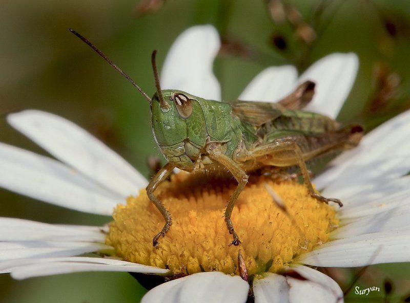 лето, ромашка, кузнечик, кобылка Верхом на ромашкеphoto preview