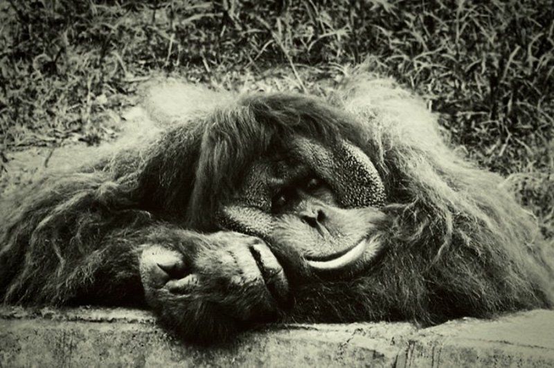 Сны о чём-то большемphoto preview