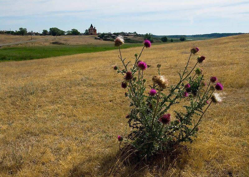 чертополох 1photo preview