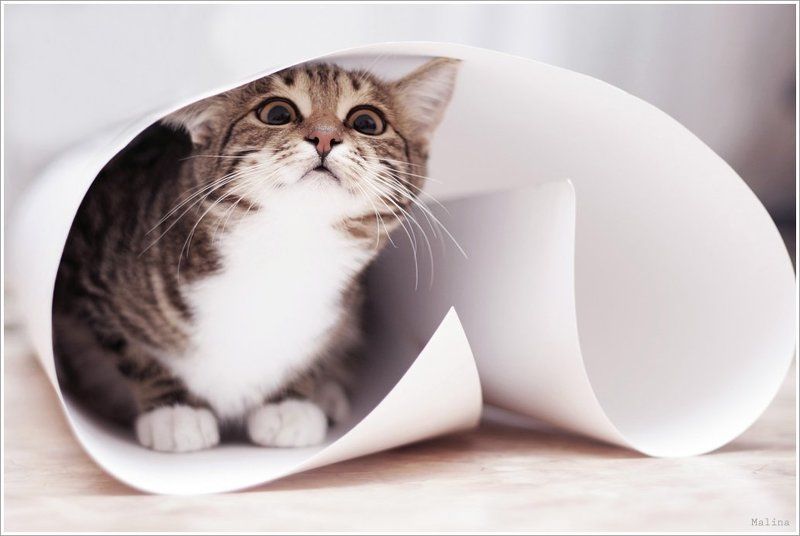 киса, кошка, ватман, газета, любопытность, игры \