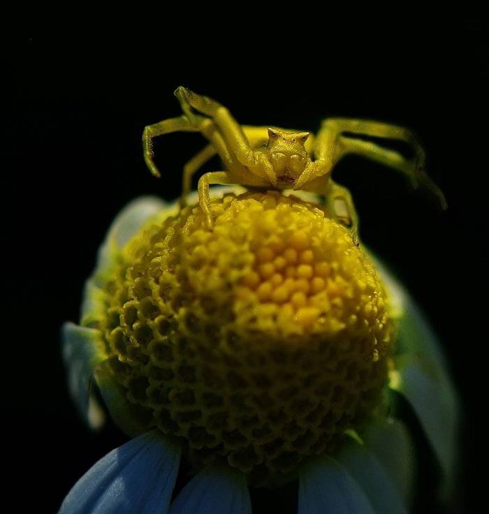 Ромашковый король.... Автор: Татьяна Аверина паук, Татьяна Аверина