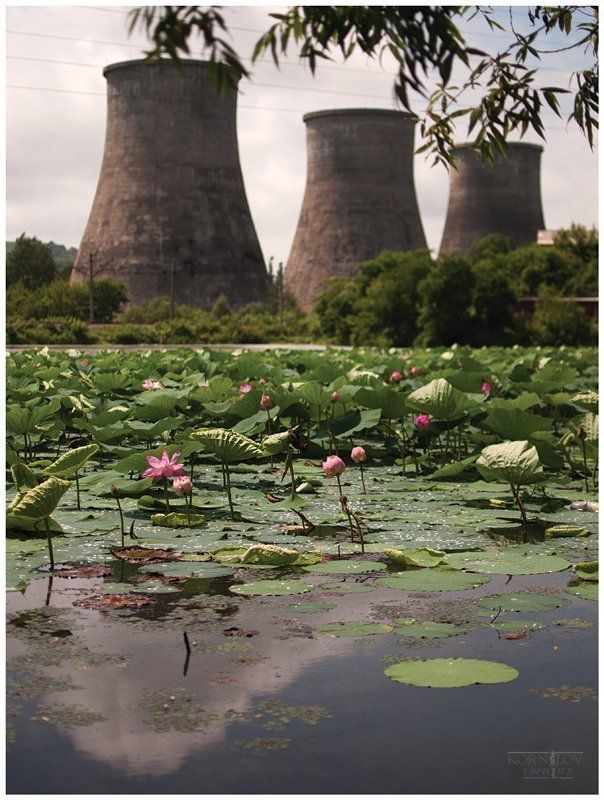 лотосы, цвет, пруд, северные, земли, дмитрий, корнилов ###photo preview