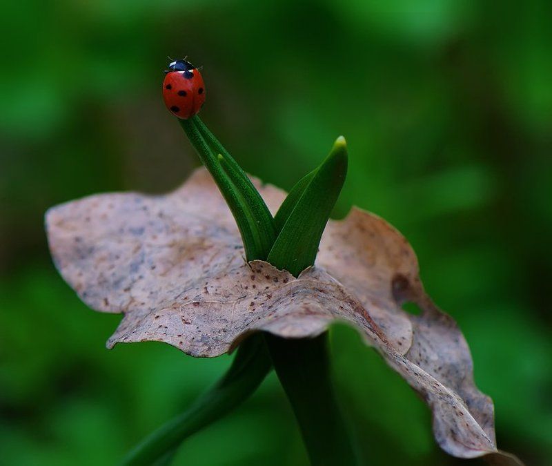 божья, коровка Навстречу светлому будущему...photo preview