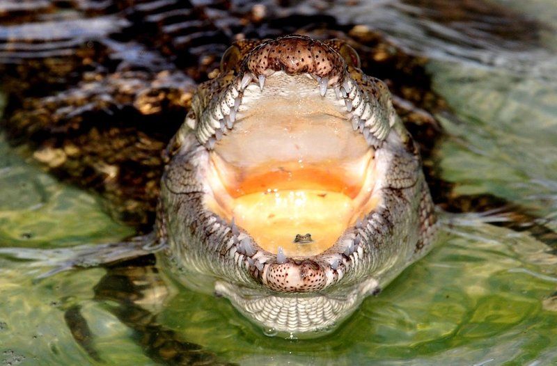 крокодил Дом, милый дом...photo preview