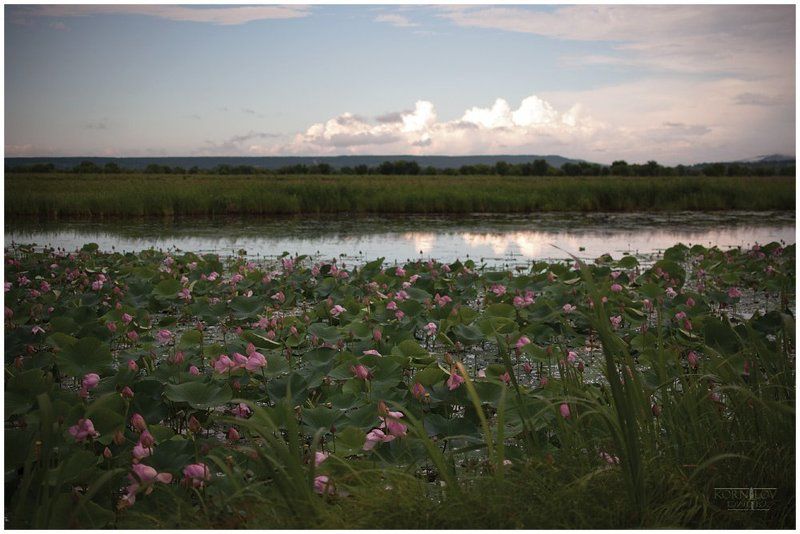 лотосы, цвет, пруд, северные, земли, дмитрий, корнилов ###photo preview