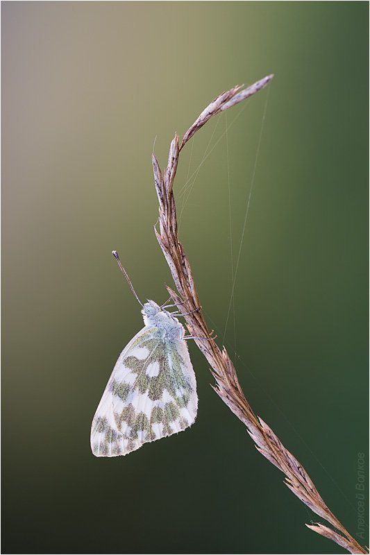 рапсовая белянка, утро, р. воря Inner emptiness фото превью
