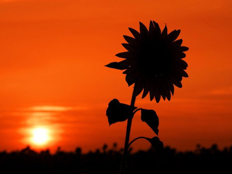 солнце Сын Солнцаphoto preview