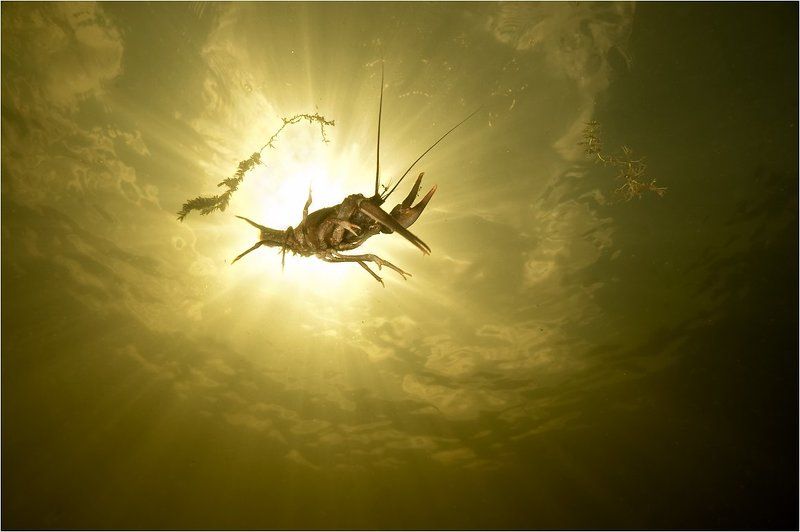 рак Громовержецphoto preview