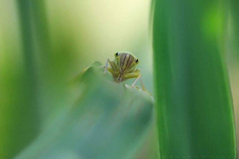 цикада с приветом фото превью