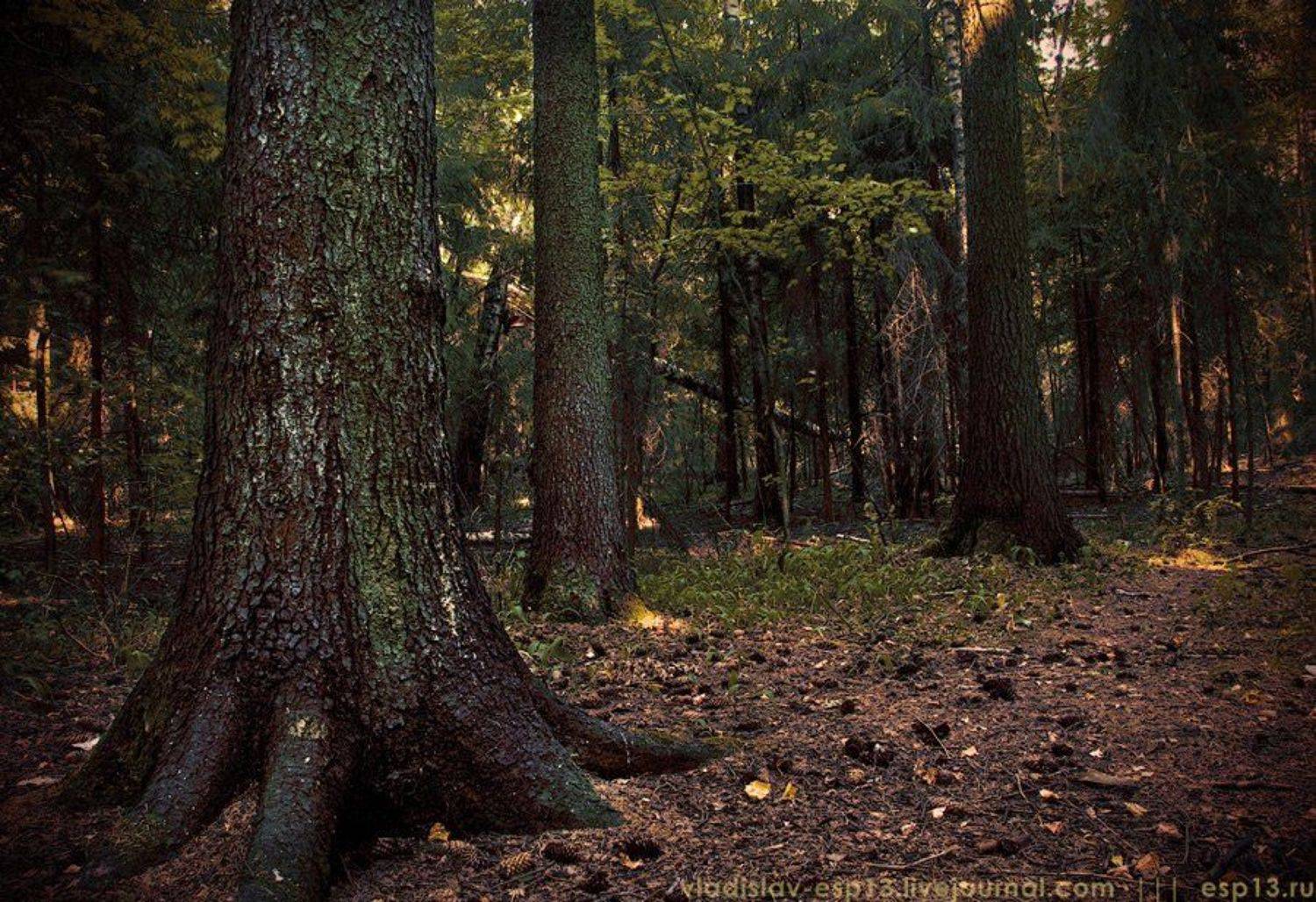 лес, Владислав