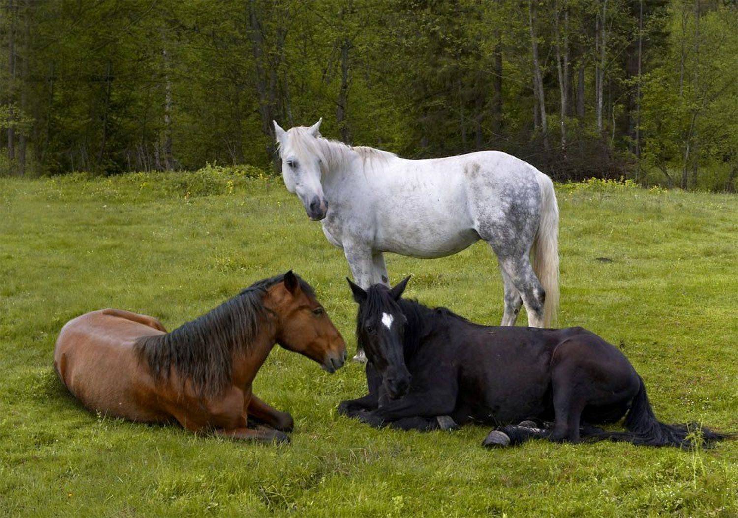 Трилогия.. Автор: Юрий Cазин лошади, масть, Юрий Cазин