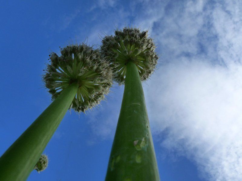 пальмы,макро пальмыphoto preview