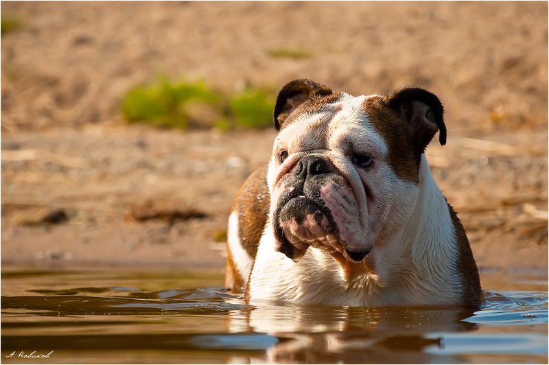 Плыть или не плыть ?photo preview