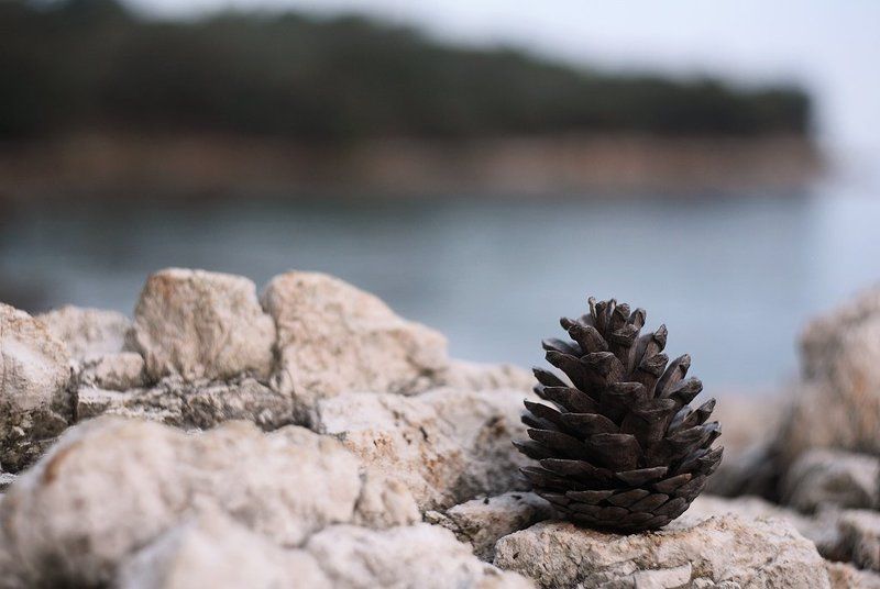 шишка, хорватия, адриатическое море, побережье photo preview