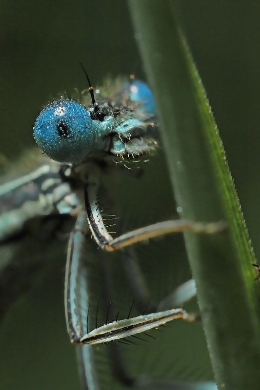 Портрет красотки.photo preview