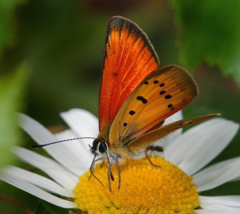 лето, трава, бабочка Червонец на ромашкеphoto preview