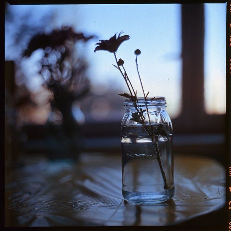 6x6,film,fuji,kiev88,flowers Wake up with mephoto preview