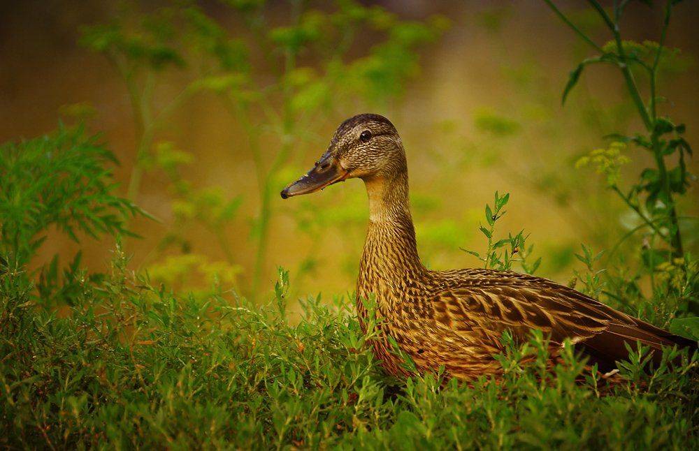 Серая Шейка. Автор: Валерий Смирнов , Валерий Смирнов