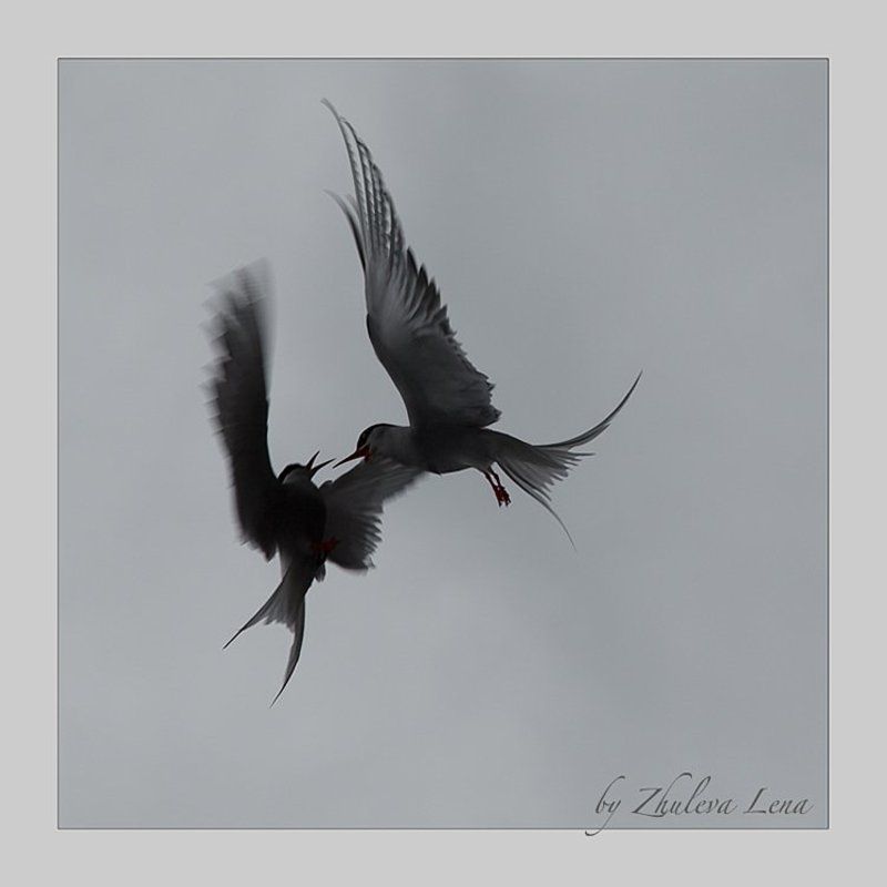 чайки Иероглифы поединкаphoto preview