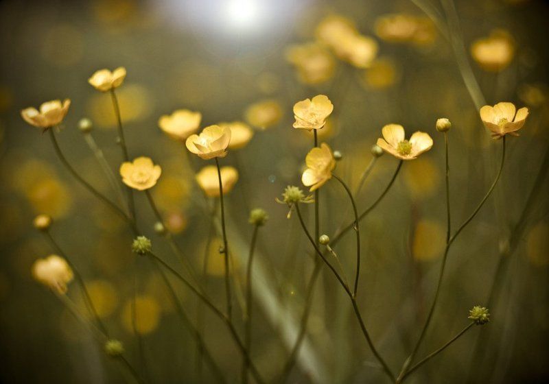 Цветиphoto preview