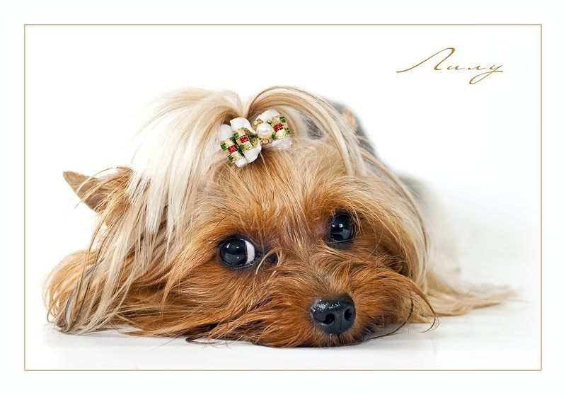 Малышка Лилуphoto preview