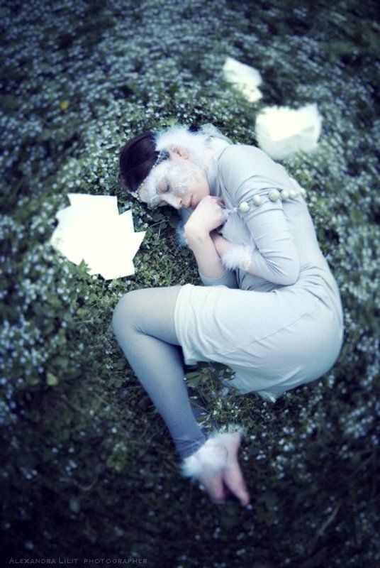 птицаphoto preview