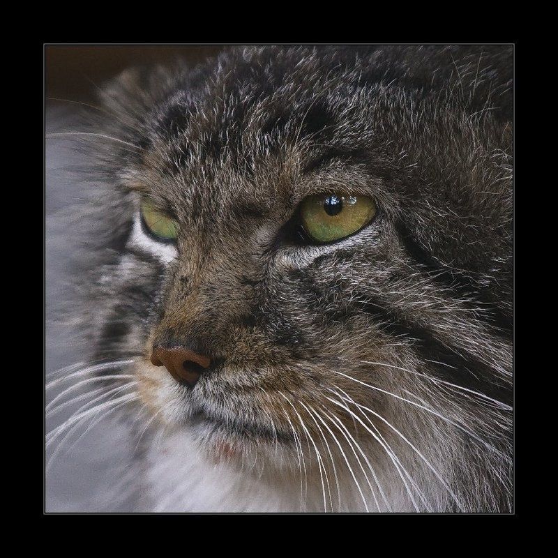 манул, кот, портрет Манулphoto preview