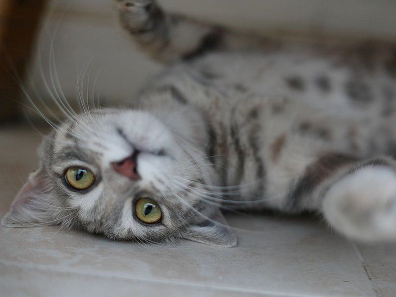 плющит фото превью