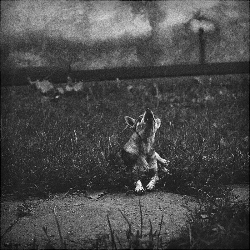 индустар, 61, лз ..если хозяина нет..photo preview