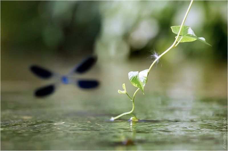стрекоза-красотка, самец, война  за территорию, р. воря Речной патрульphoto preview