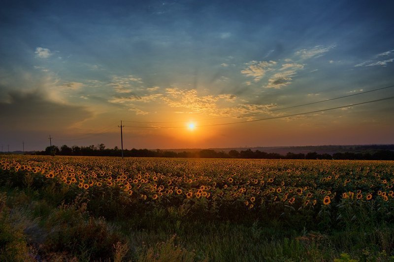 Подсолнухи в закатном светеphoto preview