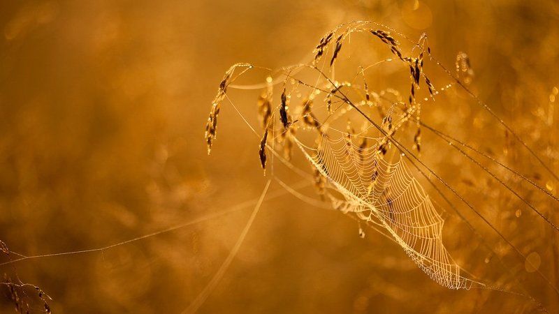 утро, паутина утро в травеphoto preview