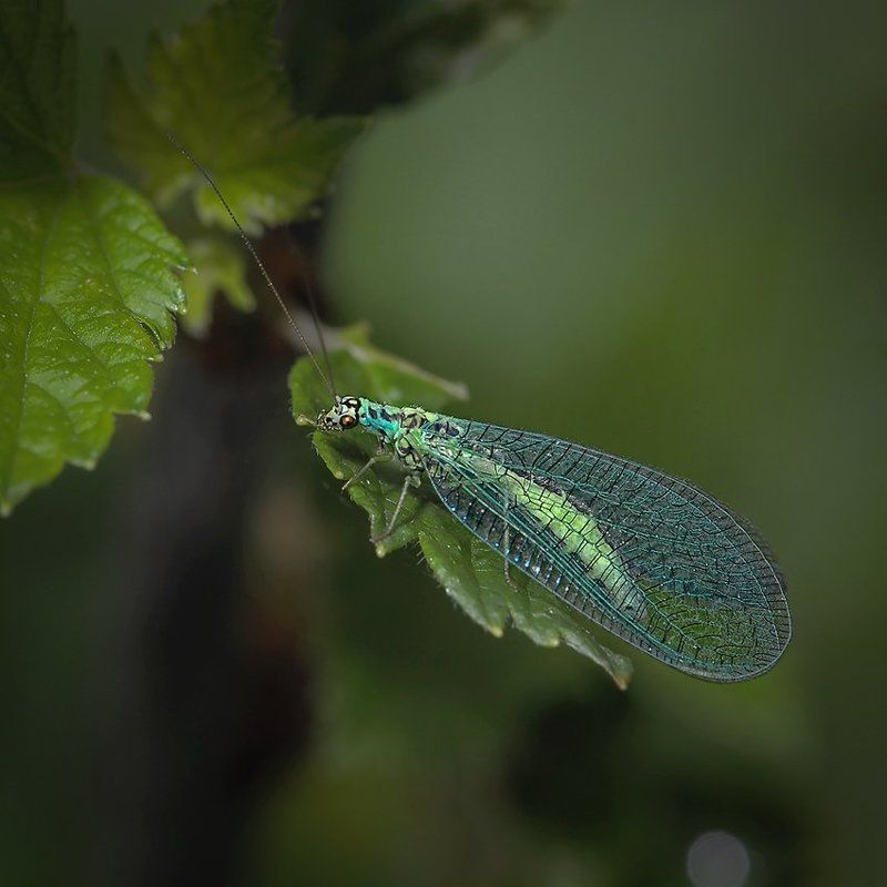 ах, не глядите, я в неглиже ! ! !photo preview