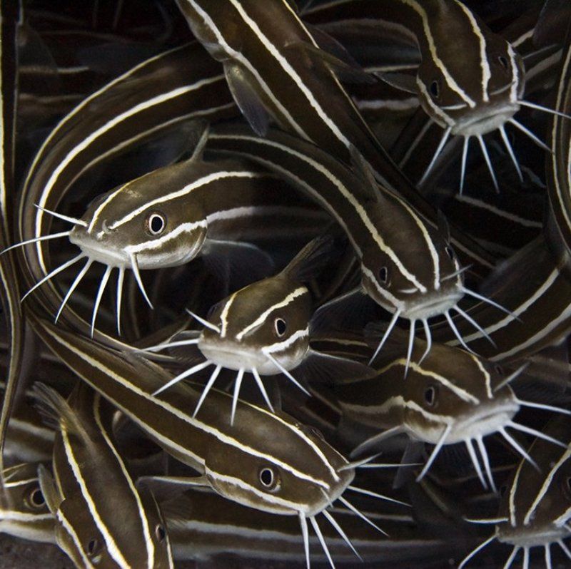 макро, сом, подводная съемка, море суета фото превью